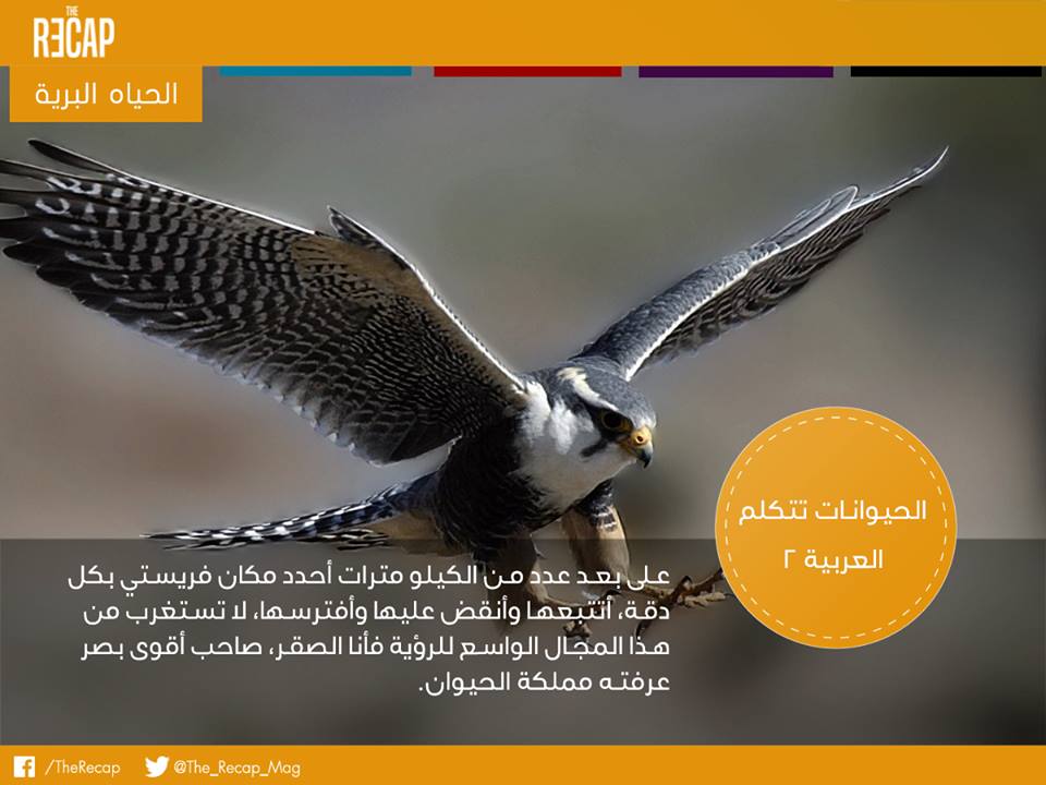 الحيوانات تتكلم العربية
