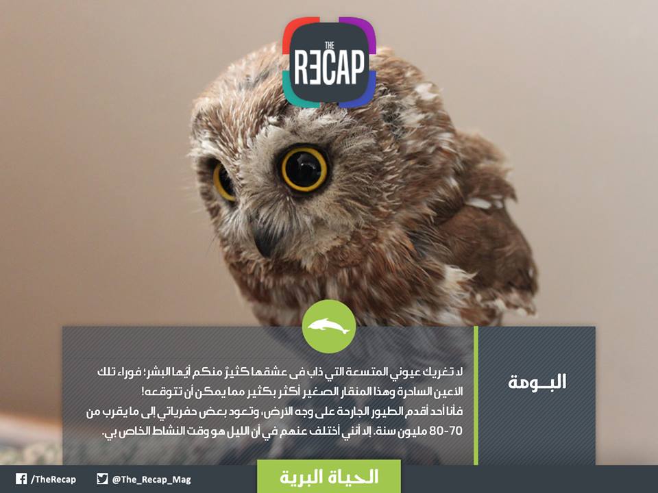 الحيوانات تتكلم العربية - البــــــومة