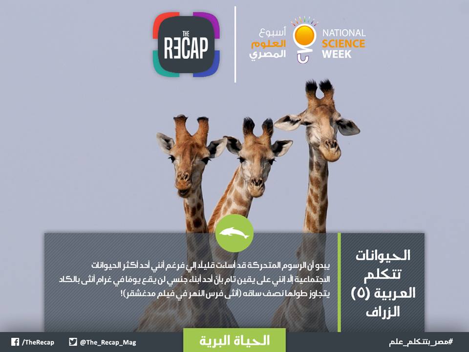 الحيوانات تتكلم العربية - الزراف
