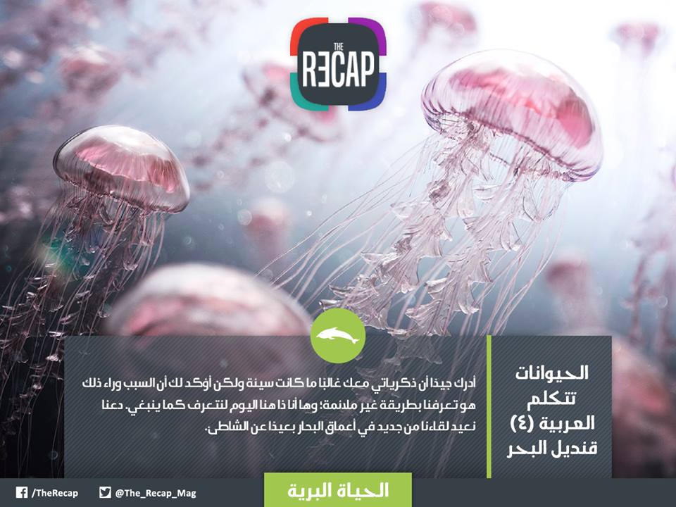 الحيوانات تتكلم العربية - قنديل البحر
