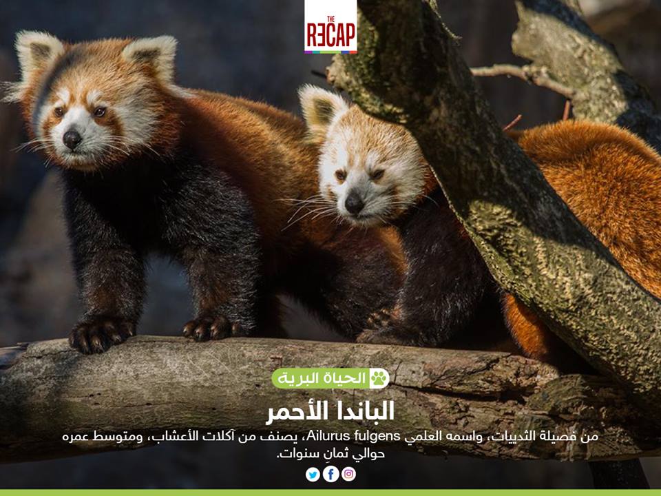 الباندا الأحمر