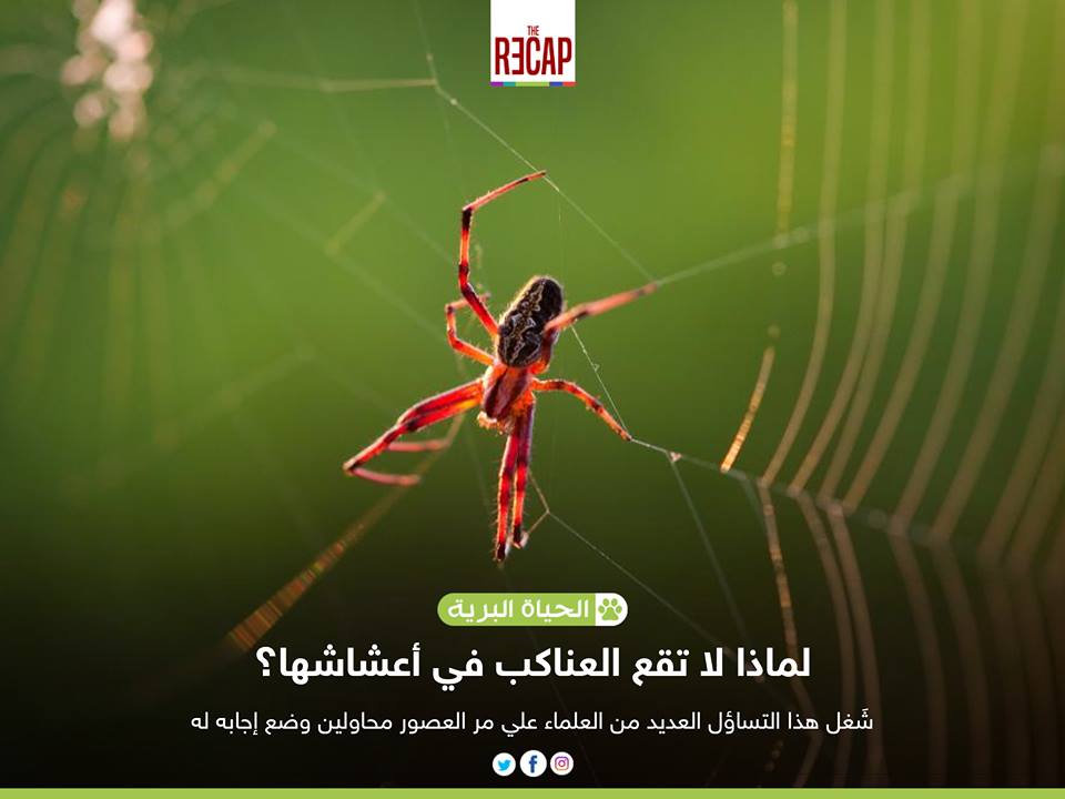 لماذا لا تقع العناكب في أعشاشها الخاصة؟