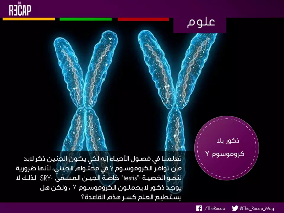 ذكور بلا كروموسوم Y