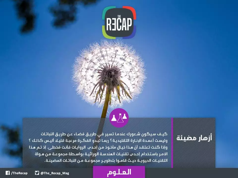أزهار مضيئة