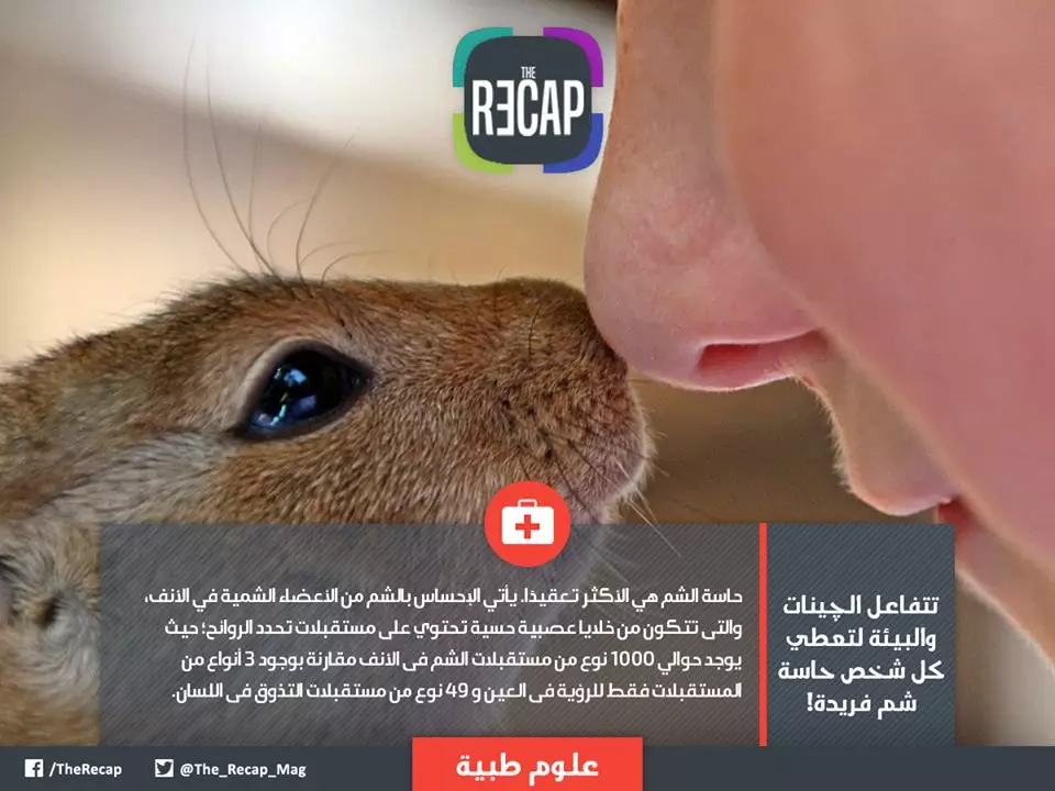 حاسة الشم